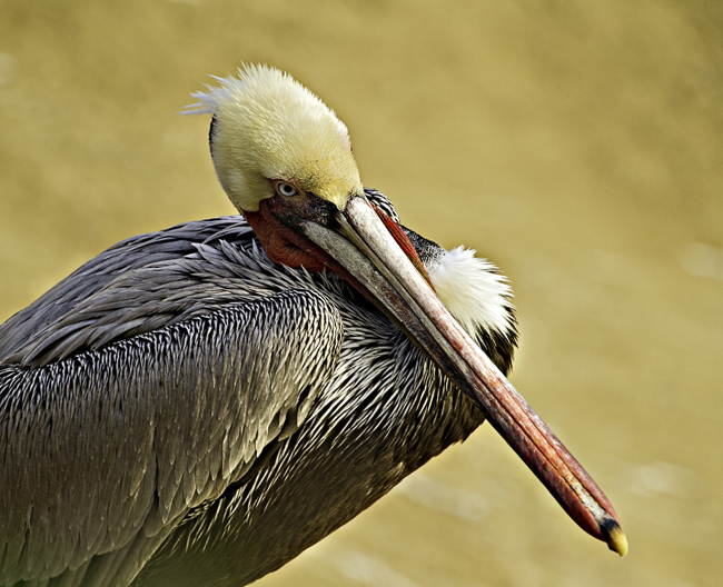 Pelican Head